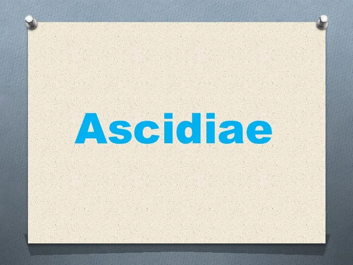 Ascidiae