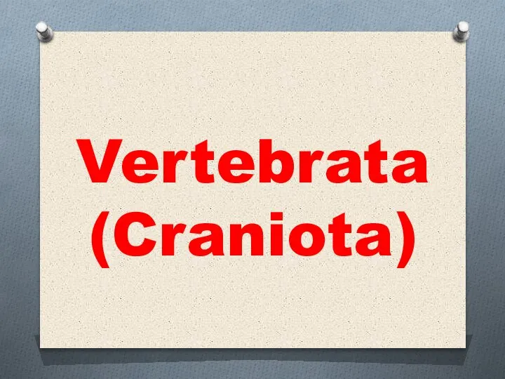 Vertebrata (Craniota)