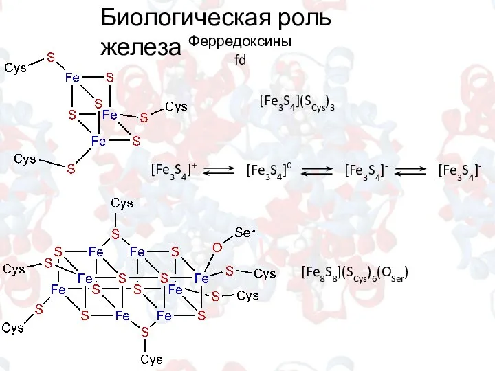 Биологическая роль железа Ферредоксины fd [Fe3S4](SCys)3 [Fe3S4]+ [Fe3S4]0 [Fe3S4]- [Fe3S4]- [Fe8S8](SCys)6(OSer)