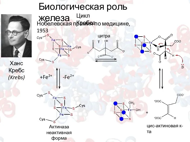 Биологическая роль железа Цикл Кребса Ханс Кребс (Krebs) Нобелевская премия по медицине,