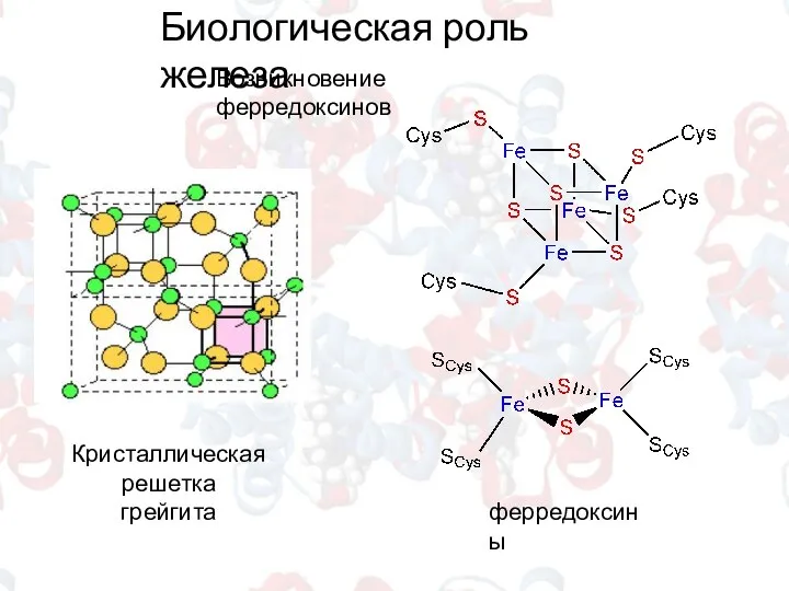 Биологическая роль железа Возникновение ферредоксинов Кристаллическая решетка грейгита ферредоксины