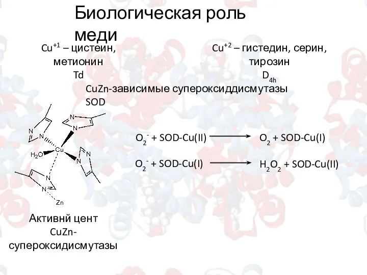 Биологическая роль меди Cu+1 – цистеин, метионин Td Cu+2 – гистедин, серин,