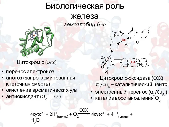 Биологическая роль железа гемоглобин-free Цитохром с (cytc) перенос электронов апотоз (запрогромированная клеточная