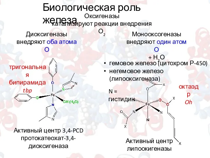 Биологическая роль железа Оксигеназы катализируют реакции внедрения О2 Диоксигеназы внедряют оба атома
