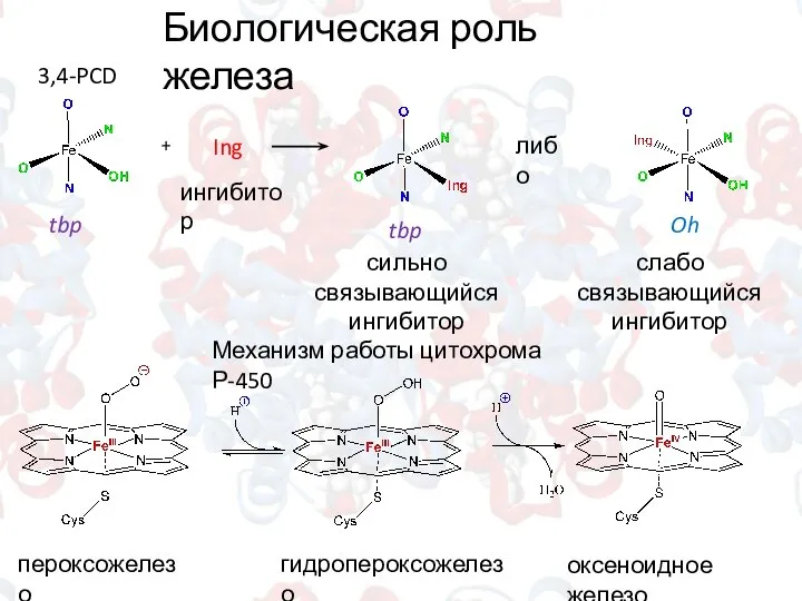 Биологическая роль железа + Ing либо tbp tbp Oh ингибитор сильно связывающийся
