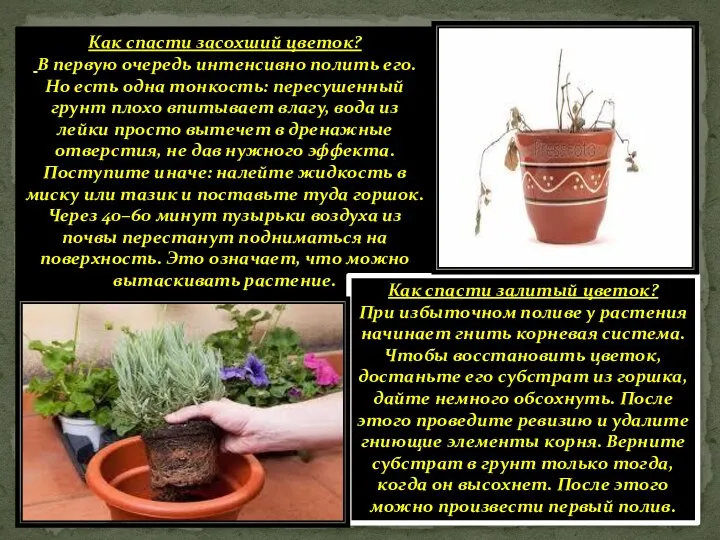 Как спасти засохший цветок? В первую очередь интенсивно полить его. Но есть