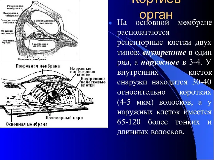 Кортиев орган На основной мембране располагаются рецепторные клетки двух типов: внутренние в