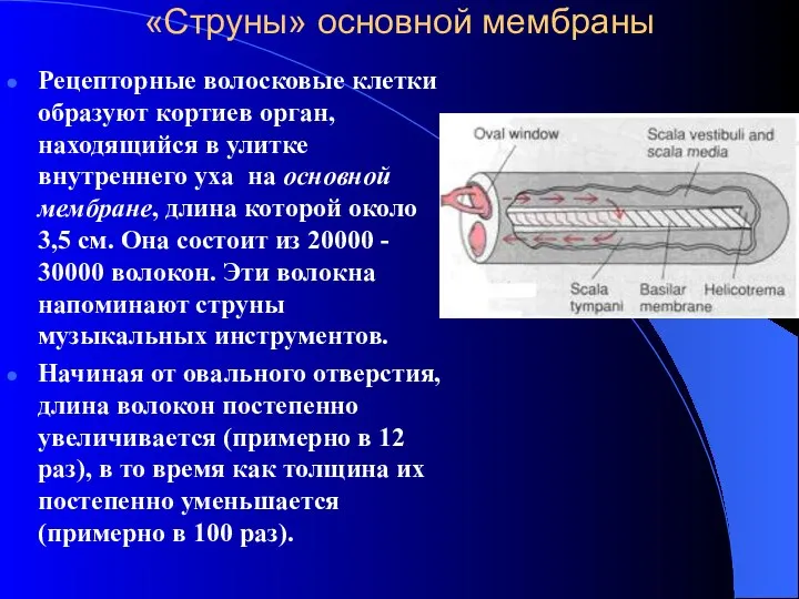 «Струны» основной мембраны Рецепторные волосковые клетки образуют кортиев орган, находящийся в улитке