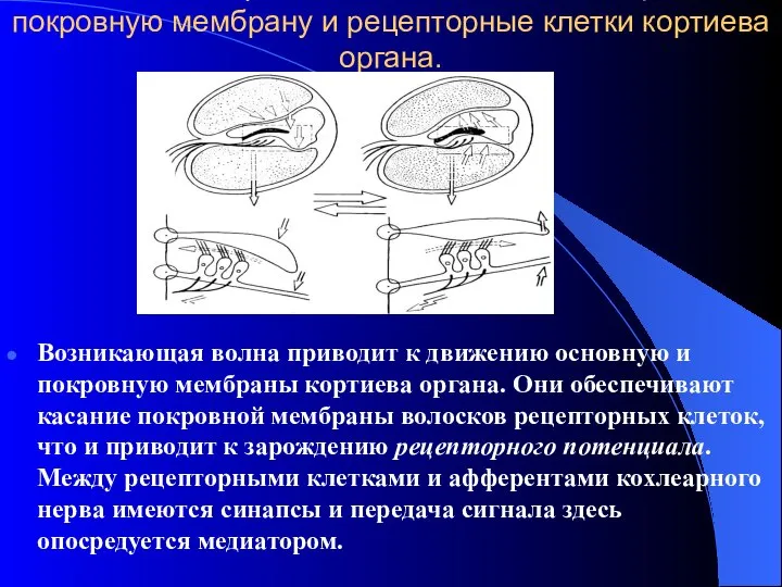 Механизм передачи колебаний эндолимфы на покровную мембрану и рецепторные клетки кортиева органа.