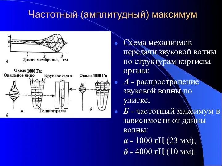 Частотный (амплитудный) максимум Схема механизмов передачи звуковой волны по структурам кортиева органа: