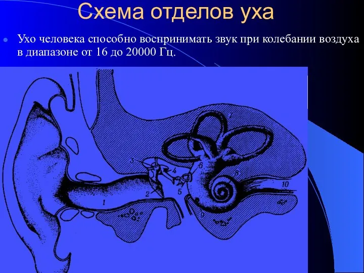 Схема отделов уха Ухо человека способно воспринимать звук при колебании воздуха в