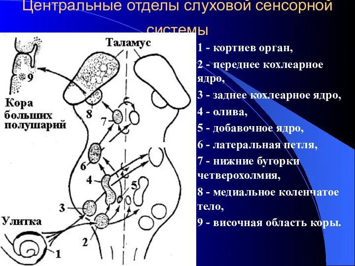 Центральные отделы слуховой сенсорной системы 1 - кортиев орган, 2 - переднее