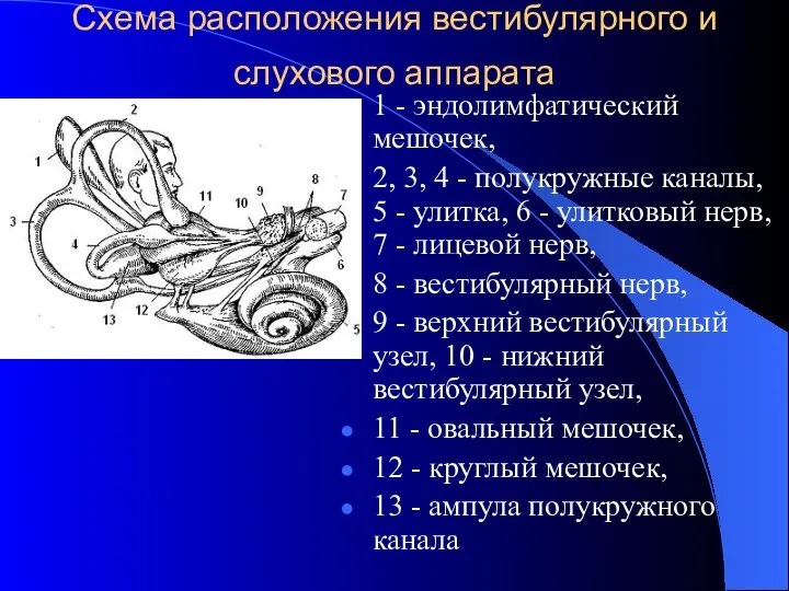 Схема расположения вестибулярного и слухового аппарата 1 - эндолимфатический мешочек, 2, 3,