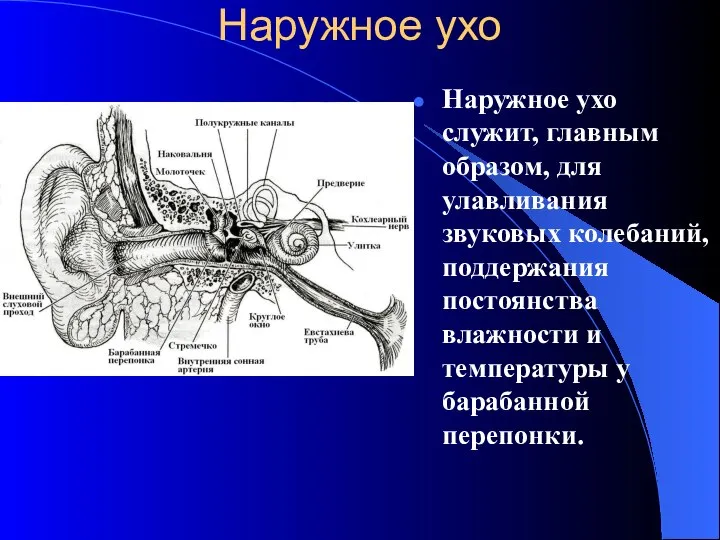 Наружное ухо Наружное ухо служит, главным образом, для улавливания звуковых колебаний, поддержания