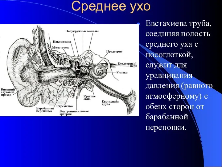 Среднее ухо Евстахиева труба, соединяя полость среднего уха с носоглоткой, служит для