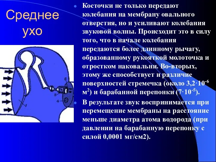 Среднее ухо Косточки не только передают колебания на мембрану овального отверстия, но