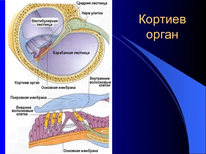 Кортиев орган