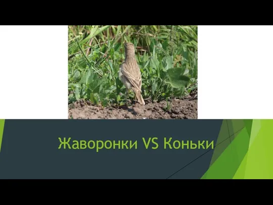 Жаворонки VS Коньки