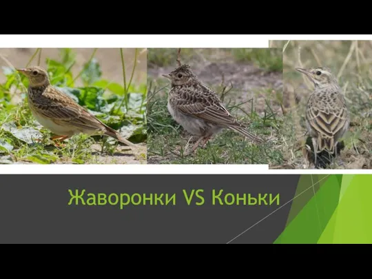 Жаворонки VS Коньки