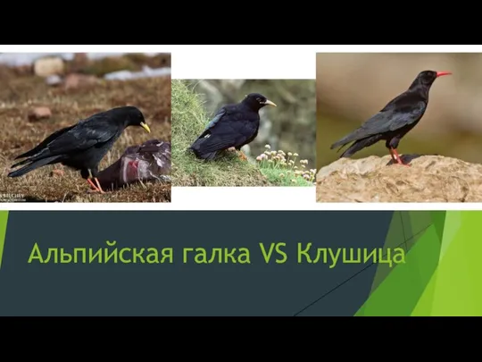 Альпийская галка VS Клушица