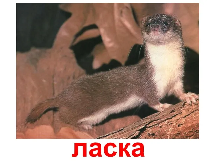 ласка