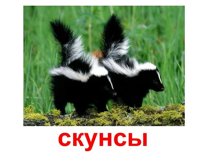 скунсы