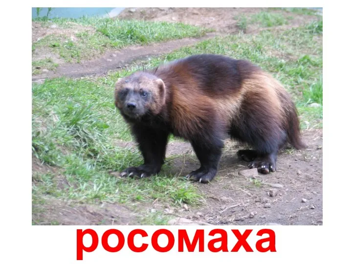 росомаха