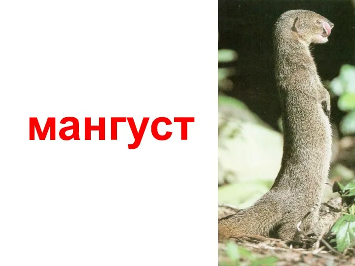 мангуст