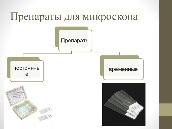 Препараты для микроскопа