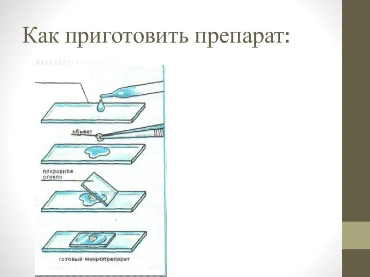 Как приготовить препарат: