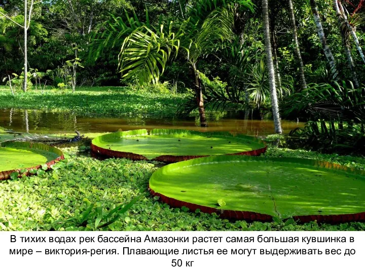 В тихих водах рек бассейна Амазонки растет самая большая кувшинка в мире