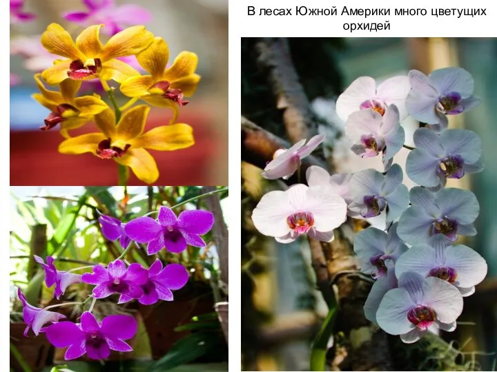 В лесах Южной Америки много цветущих орхидей