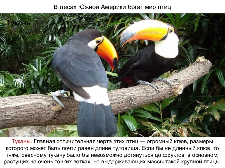 В лесах Южной Америки богат мир птиц Туканы Туканы. Главная отличительная черта