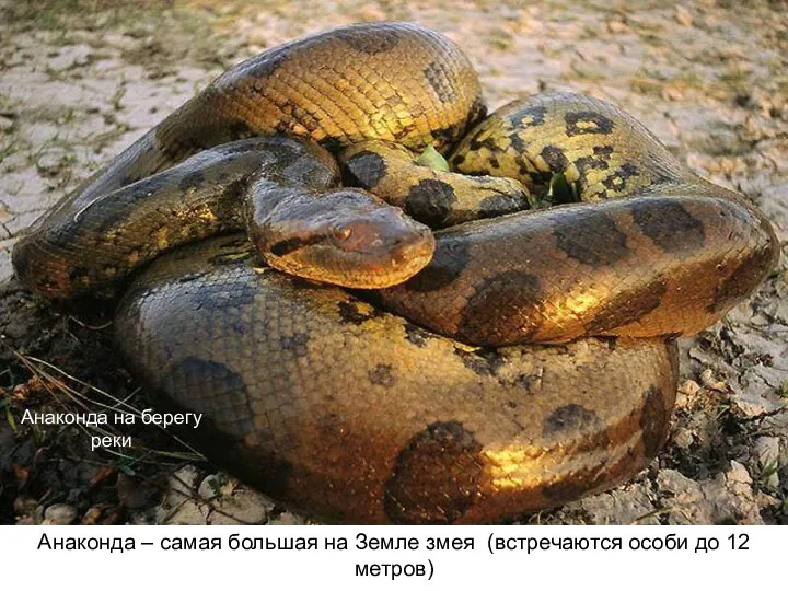 Анаконда на берегу реки Анаконда – самая большая на Земле змея (встречаются особи до 12 метров)