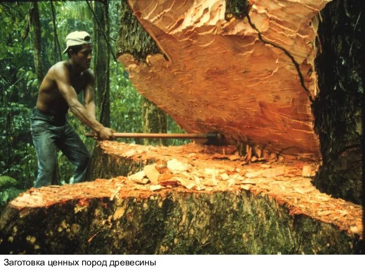 Заготовка ценных пород древесины