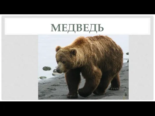 МЕДВЕДЬ