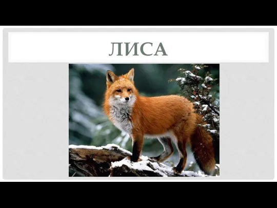 ЛИСА