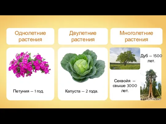 Однолетние растения Двулетние растения Многолетние растения Петуния — 1 год. Капуста —