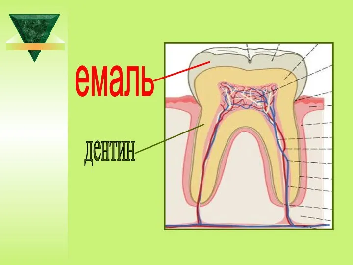 емаль дентин