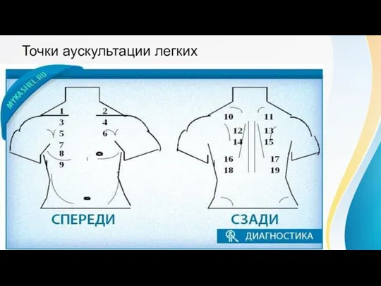 Точки аускультации легких