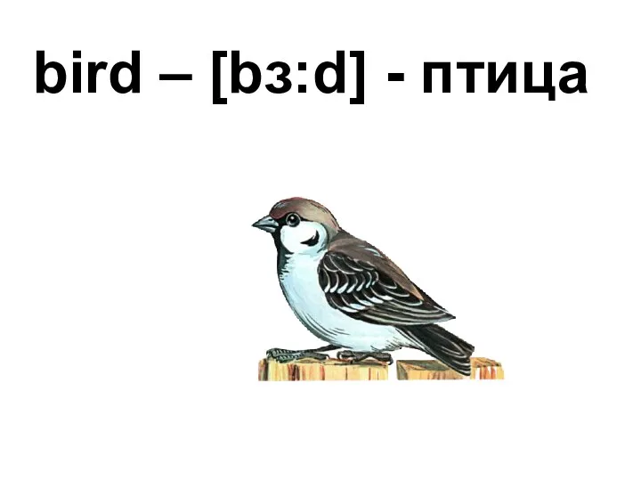 bird – [bɜ:d] - птица