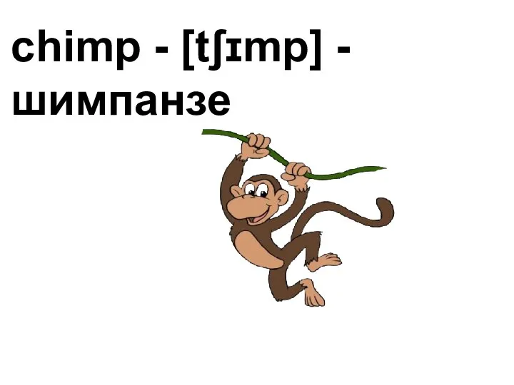 chimp - [tʃɪmp] - шимпанзе