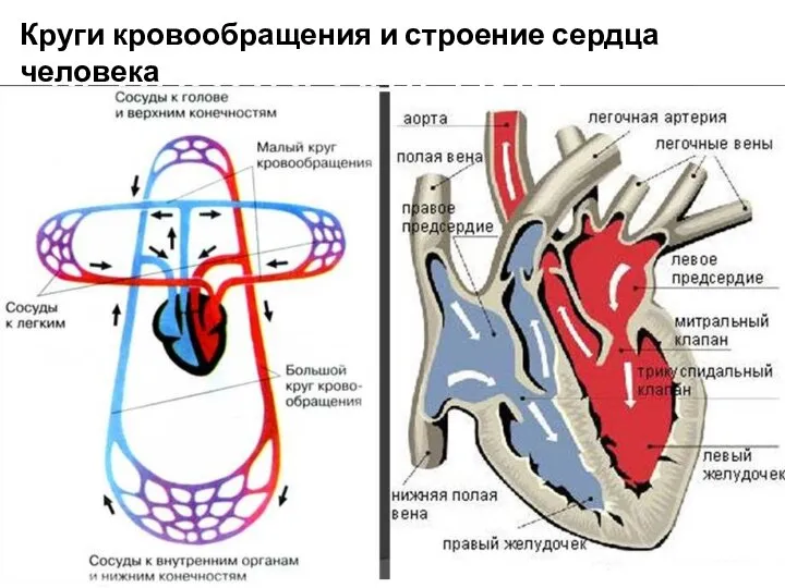 Круги кровообращения и строение сердца человека