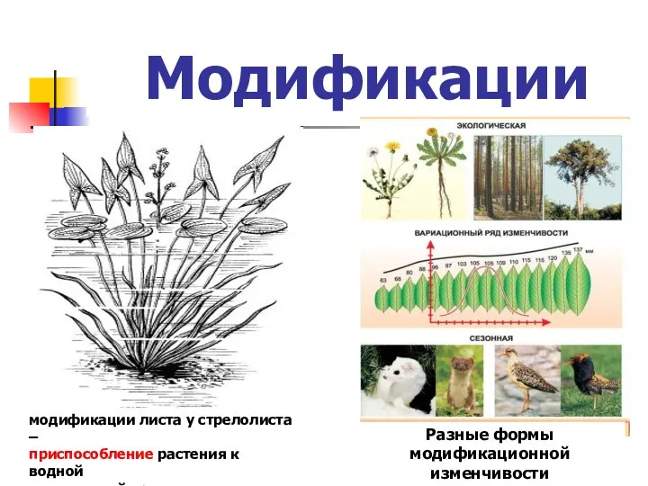 модификации листа у стрелолиста – приспособление растения к водной и воздушной среде