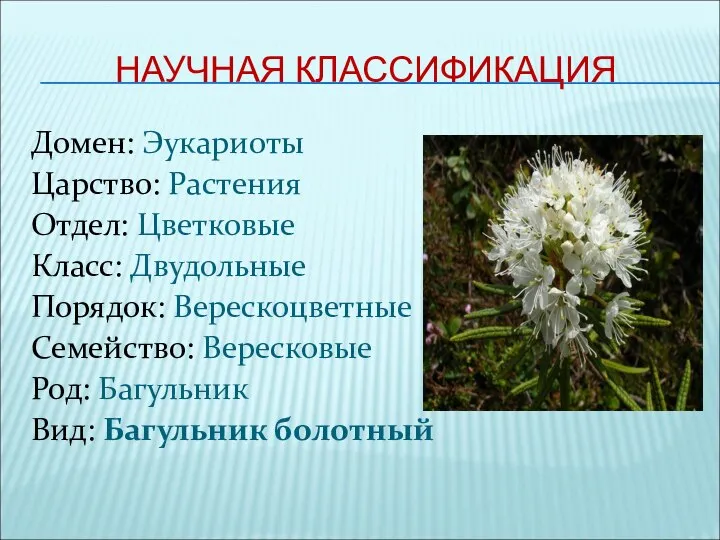 НАУЧНАЯ КЛАССИФИКАЦИЯ Домен: Эукариоты Царство: Растения Отдел: Цветковые Класс: Двудольные Порядок: Верескоцветные