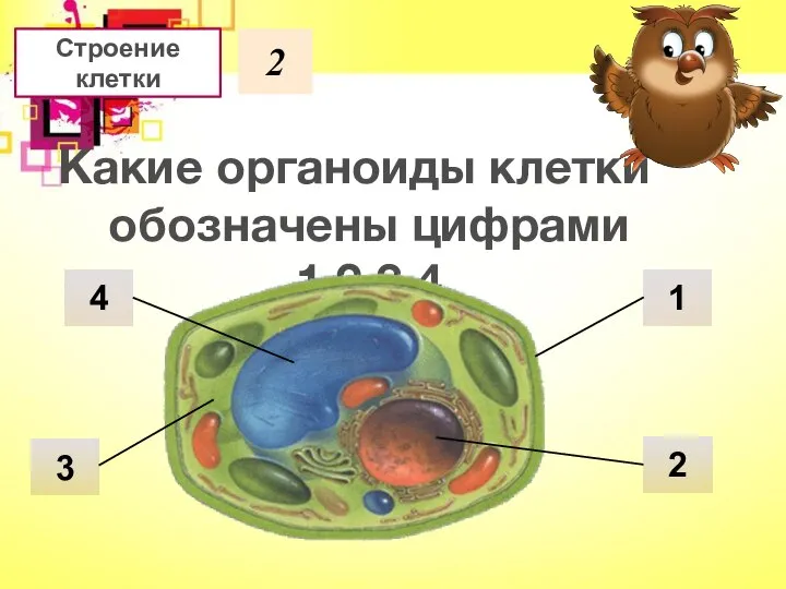 Строение клетки 2 Какие органоиды клетки обозначены цифрами 1,2,3,4 4 1 2 3