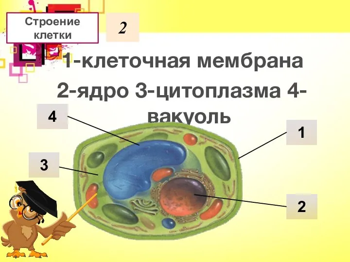 Строение клетки 2 1-клеточная мембрана 2-ядро 3-цитоплазма 4-вакуоль 4 1 2 3