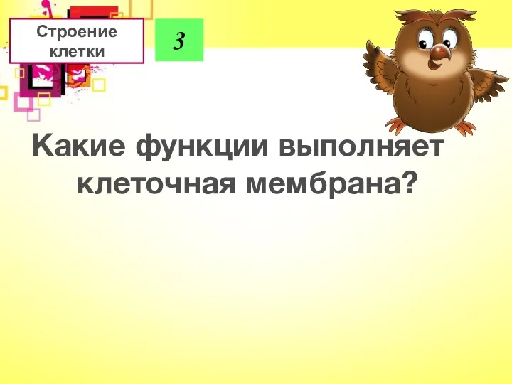 Строение клетки Какие функции выполняет клеточная мембрана? 3