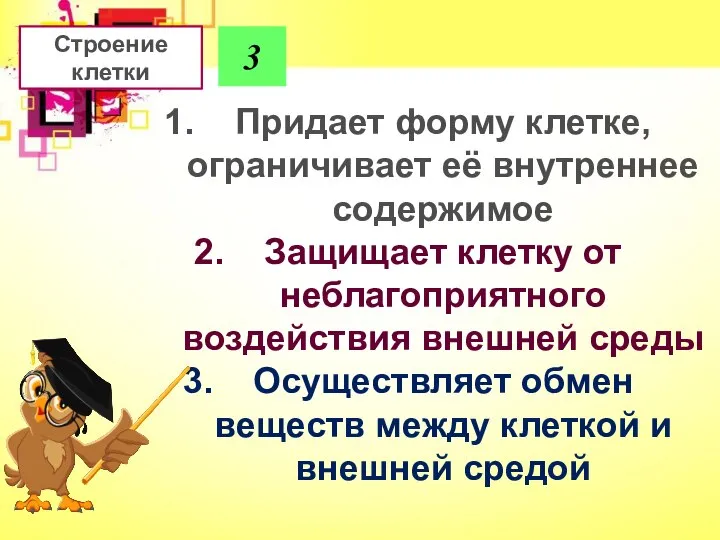 3 Придает форму клетке, ограничивает её внутреннее содержимое Защищает клетку от неблагоприятного