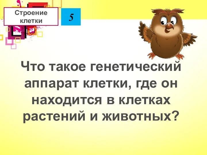 Что такое генетический аппарат клетки, где он находится в клетках растений и животных? Строение клетки 5